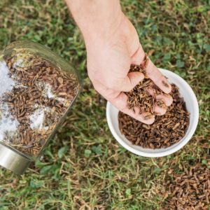 Larven Schwarze Soldatenfliege 500 g